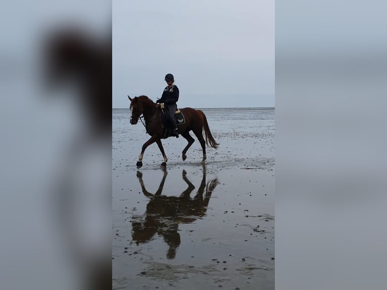 Deutsches Reitpferd Stute 17 Jahre 164 cm Fuchs in Wedemark