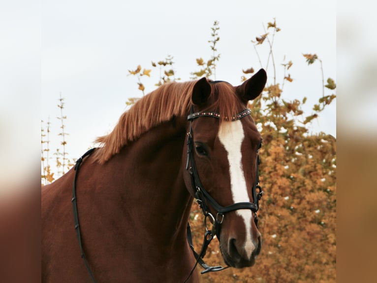 Deutsches Reitpferd Stute 17 Jahre 164 cm Fuchs in Wedemark