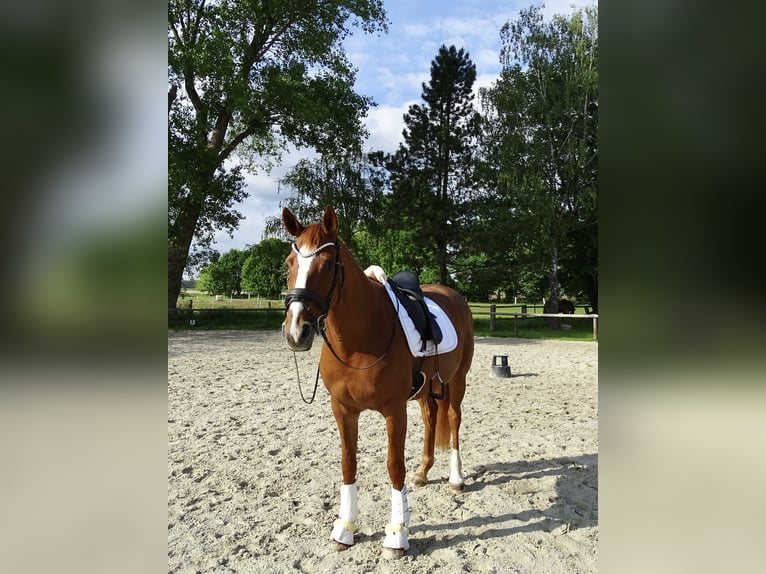Deutsches Reitpferd Stute 17 Jahre 164 cm Fuchs in Wedemark