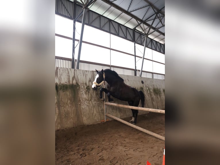 Deutsches Reitpferd Stute 17 Jahre 168 cm Rappe in Bernsdorf