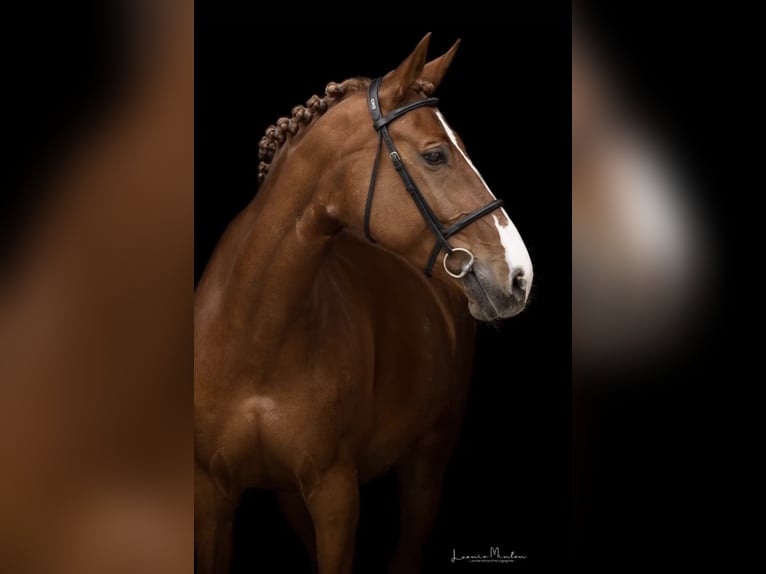 Deutsches Reitpferd Stute 17 Jahre 172 cm Fuchs in Schw&#xE4;bisch Hall