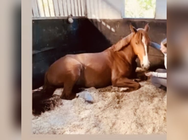 Deutsches Reitpferd Stute 17 Jahre 172 cm Fuchs in Schw&#xE4;bisch Hall