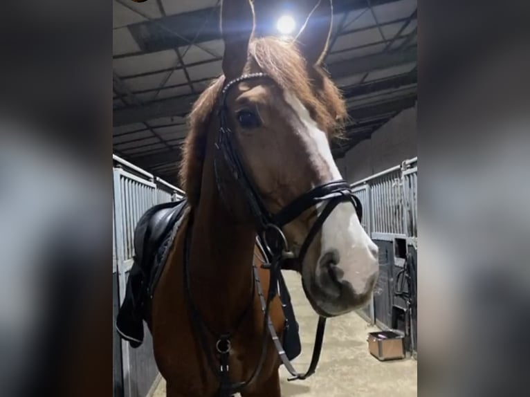Deutsches Reitpferd Stute 17 Jahre 172 cm Fuchs in Schw&#xE4;bisch Hall