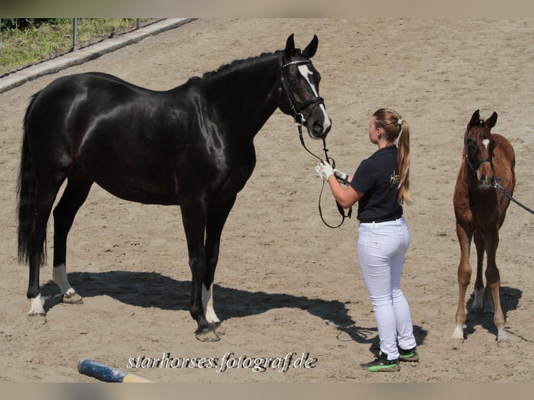 Deutsches Reitpferd Stute 17 Jahre Rappe in Burgthann