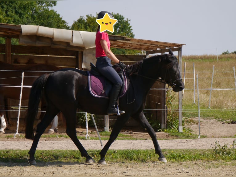 Deutsches Reitpferd Mix Stute 18 Jahre 157 cm Rappe in Dinkelsbühl
