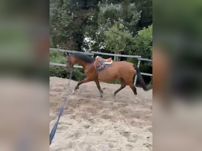 Deutsches Reitpferd Stute 18 Jahre 161 cm Brauner in Stade