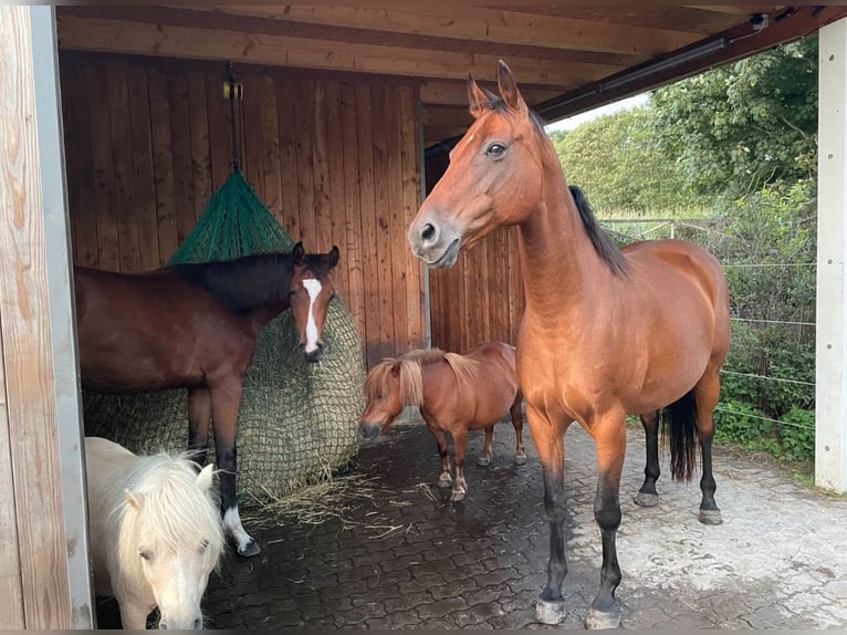 Deutsches Reitpferd Stute 19 Jahre 163 cm Brauner in Schwanewede