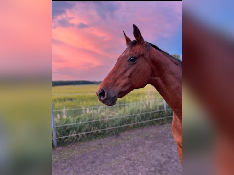 Deutsches Reitpferd Stute 19 Jahre 163 cm Brauner in Schwanewede