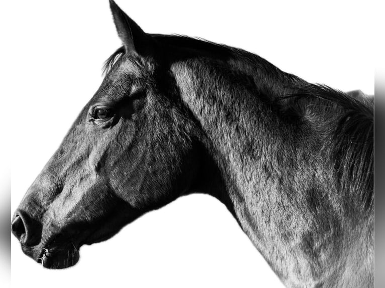 Deutsches Reitpferd Stute 19 Jahre 163 cm Brauner in Schwanewede