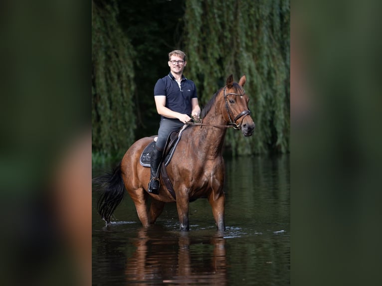 Deutsches Reitpferd Stute 19 Jahre 163 cm Brauner in Schwanewede