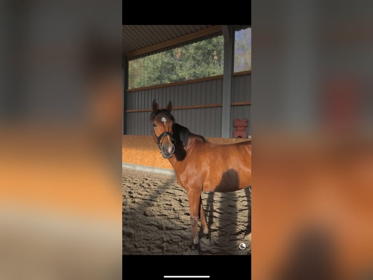 Deutsches Reitpferd Stute 19 Jahre 164 cm Brauner in Erftstadt