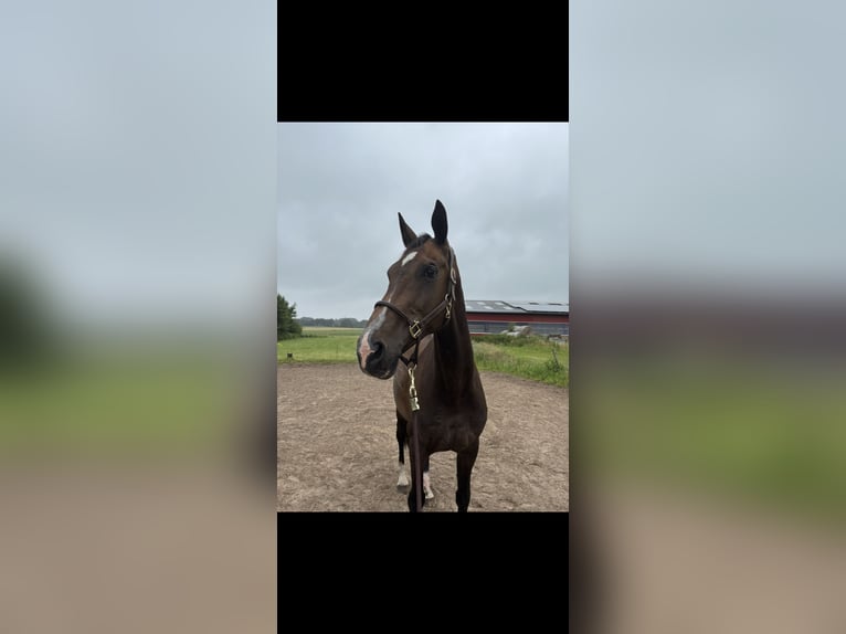 Deutsches Reitpferd Stute 19 Jahre 174 cm Dunkelbrauner in HandewitT