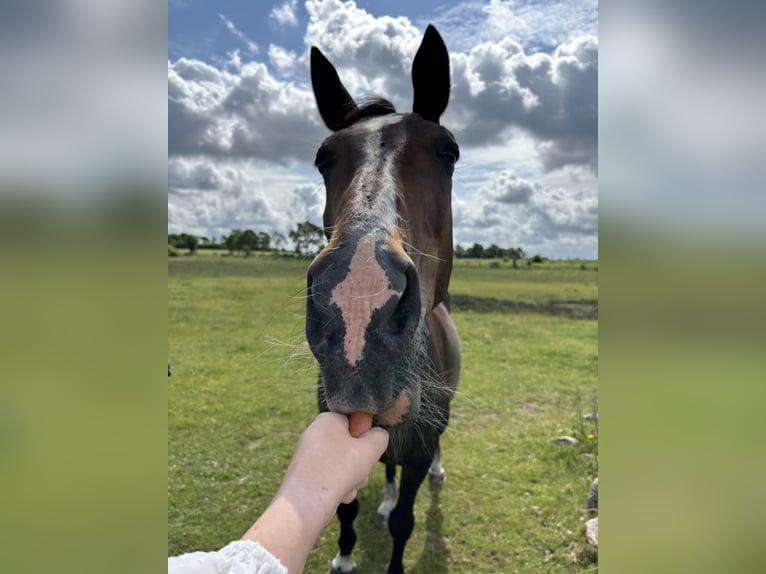 Deutsches Reitpferd Stute 19 Jahre 174 cm Dunkelbrauner in HandewitT