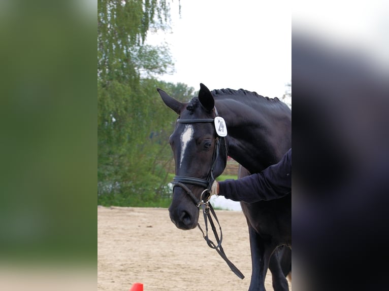 Deutsches Reitpferd Stute 19 Jahre 174 cm Rappe in Daiting