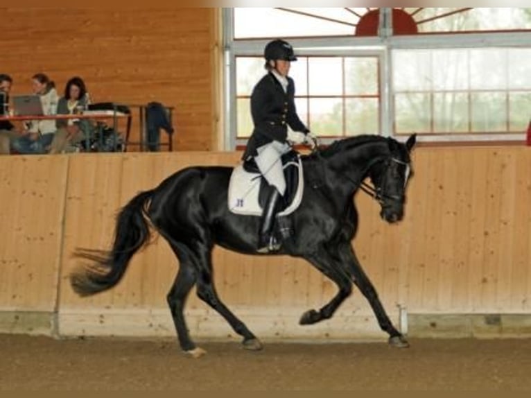 Deutsches Reitpferd Stute 19 Jahre 174 cm Rappe in Daiting