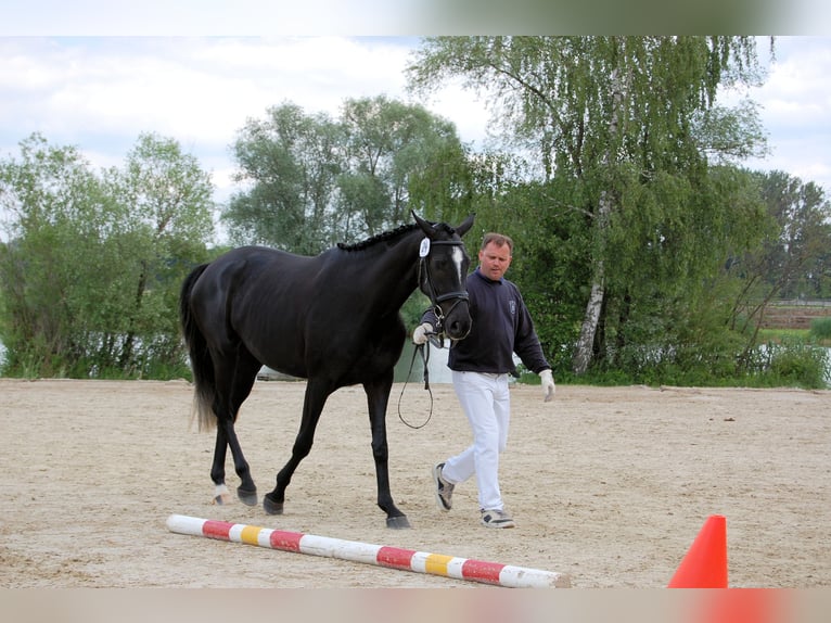 Deutsches Reitpferd Stute 19 Jahre 174 cm Rappe in Daiting