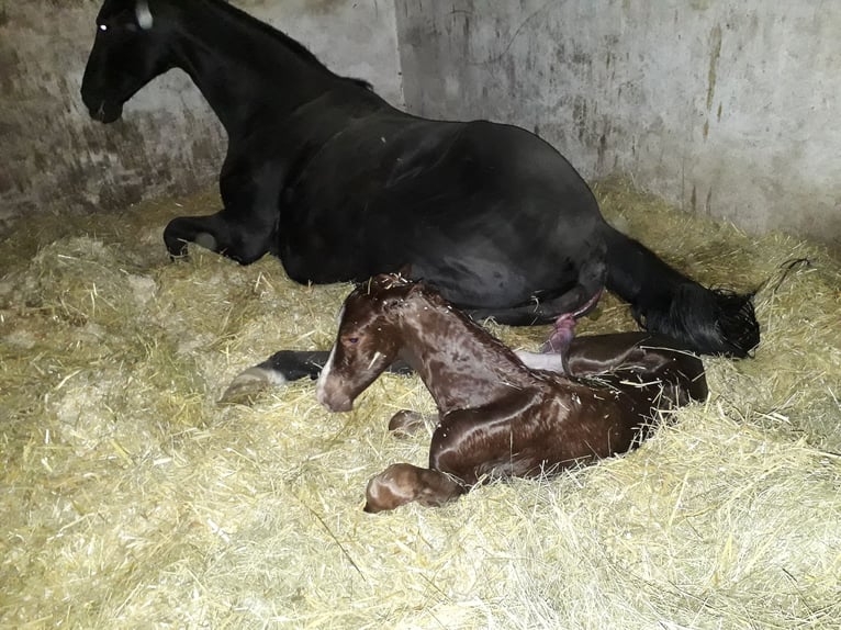 Deutsches Reitpferd Stute 19 Jahre 174 cm Rappe in Daiting