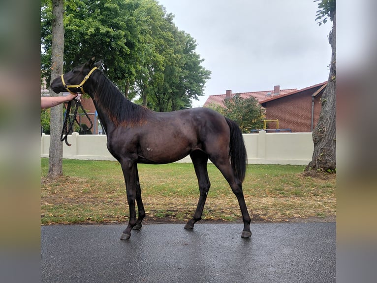 Deutsches Reitpferd Stute 1 Jahr 139 cm Rappe in Gro&#xDF; Pankow