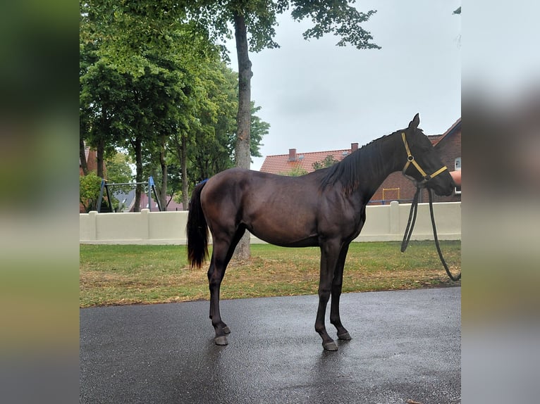 Deutsches Reitpferd Stute 1 Jahr 139 cm Rappe in Gro&#xDF; Pankow