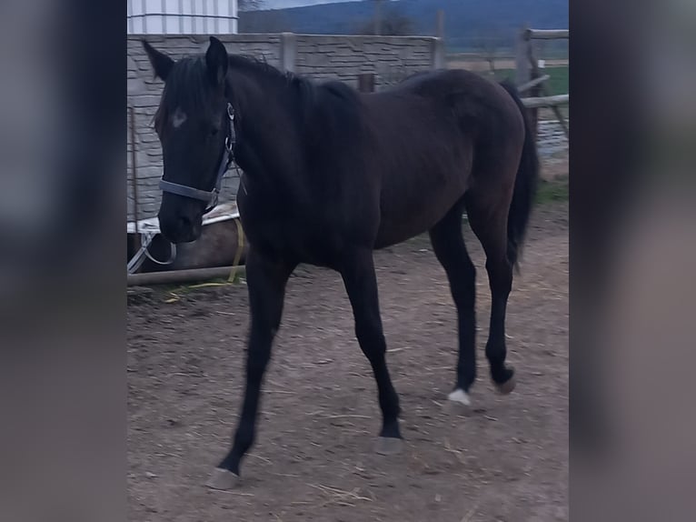Deutsches Reitpferd Stute 1 Jahr 163 cm Dunkelbrauner in Piotrowice