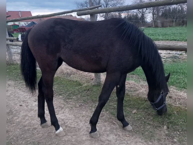 Deutsches Reitpferd Stute 1 Jahr 163 cm Dunkelbrauner in Piotrowice