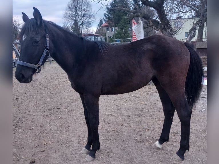 Deutsches Reitpferd Stute 1 Jahr 163 cm Dunkelbrauner in Piotrowice