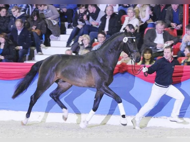Deutsches Reitpferd Stute 1 Jahr 163 cm Dunkelbrauner in Piotrowice