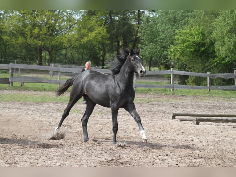 Deutsches Reitpferd Stute 1 Jahr 165 cm Rappschimmel in gl&#xFC;cksburg