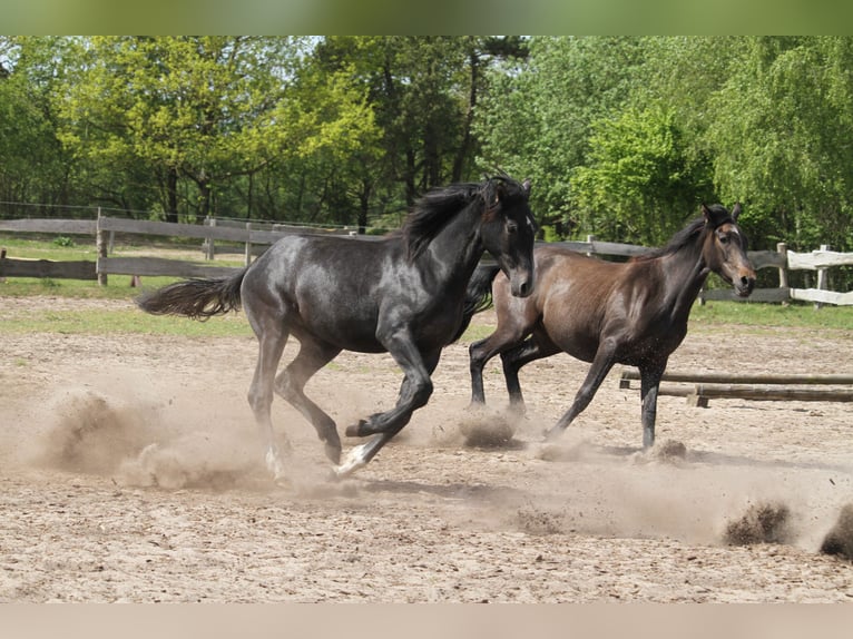 Deutsches Reitpferd Stute 1 Jahr 165 cm Rappschimmel in gl&#xFC;cksburg