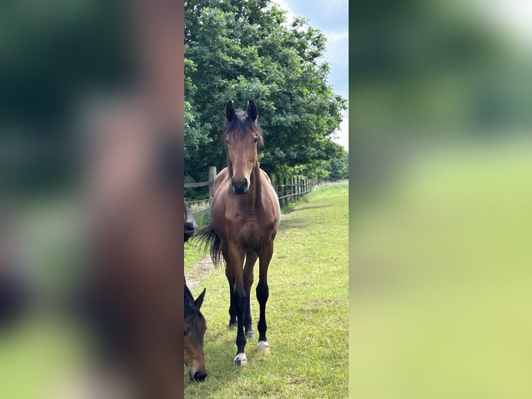 Deutsches Reitpferd Stute 1 Jahr 170 cm Brauner in Hasbergen