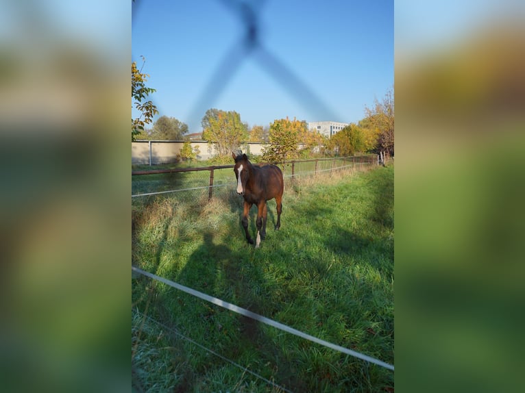 Deutsches Reitpferd Stute 1 Jahr 174 cm Brauner in Schlagenthin