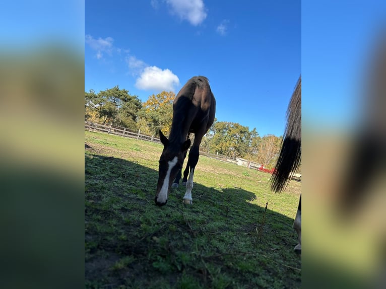 Deutsches Reitpferd Stute 1 Jahr 174 cm Brauner in Schlagenthin