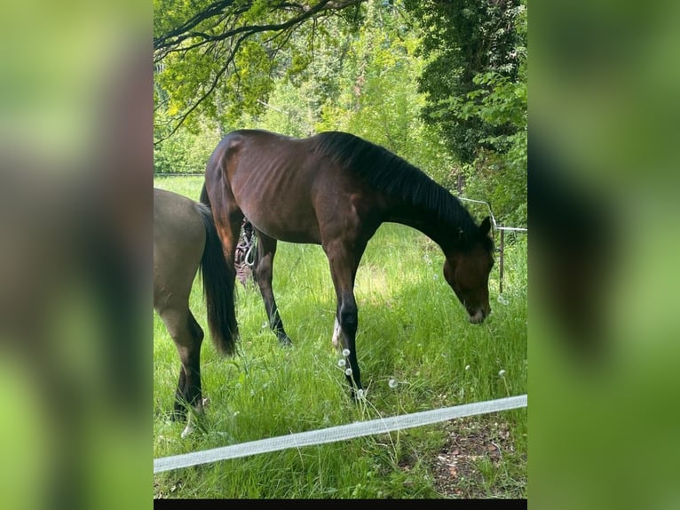 Deutsches Reitpferd Stute 1 Jahr 174 cm Brauner in Schlagenthin