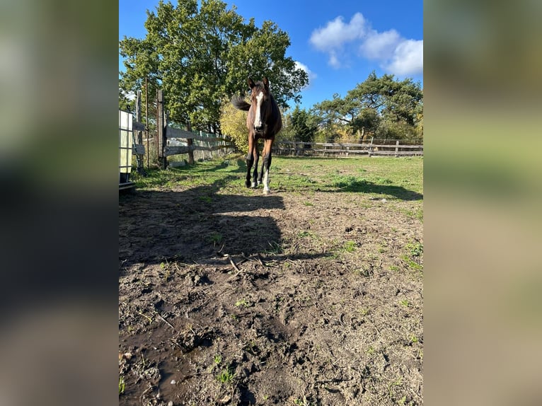 Deutsches Reitpferd Stute 1 Jahr 174 cm Brauner in Schlagenthin