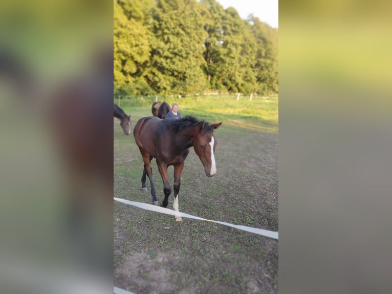 Deutsches Reitpferd Stute 1 Jahr 174 cm Brauner in Schlagenthin