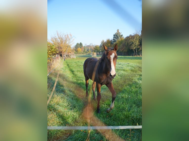 Deutsches Reitpferd Stute 1 Jahr 174 cm Brauner in Schlagenthin