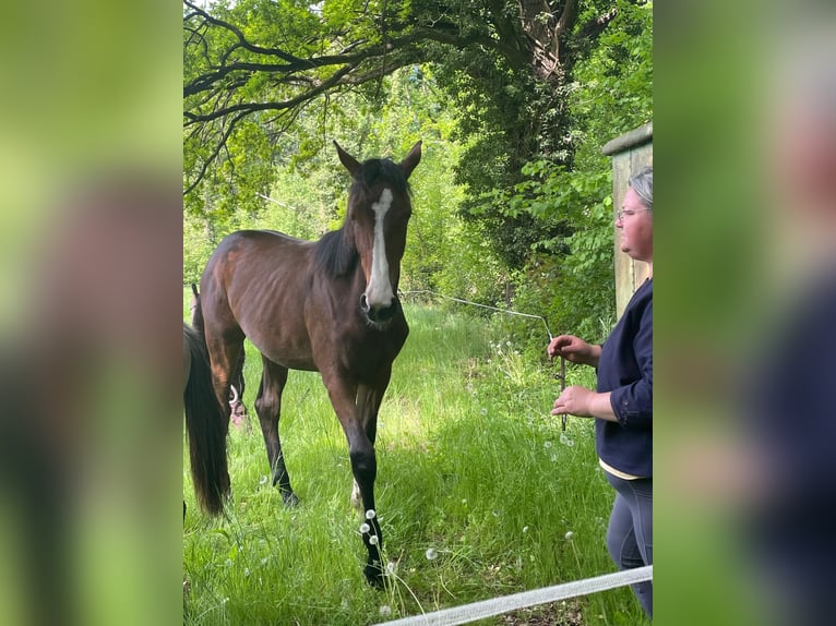 Deutsches Reitpferd Stute 1 Jahr 174 cm Brauner in Schlagenthin