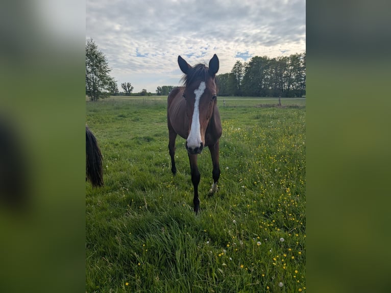 Deutsches Reitpferd Stute 1 Jahr 174 cm Brauner in Schlagenthin
