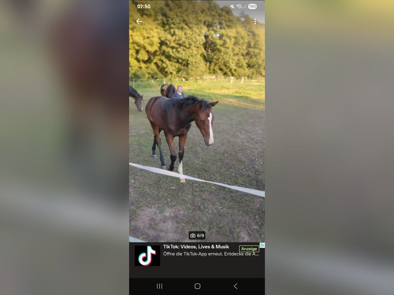 Deutsches Reitpferd Stute 1 Jahr 174 cm Brauner in Schlagenthin