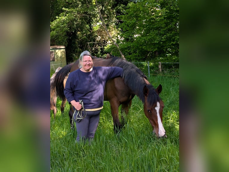 Deutsches Reitpferd Stute 1 Jahr 174 cm Brauner in Schlagenthin