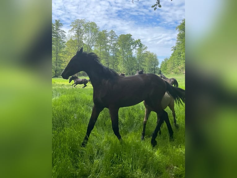 Deutsches Reitpferd Stute 1 Jahr 174 cm Brauner in Schlagenthin