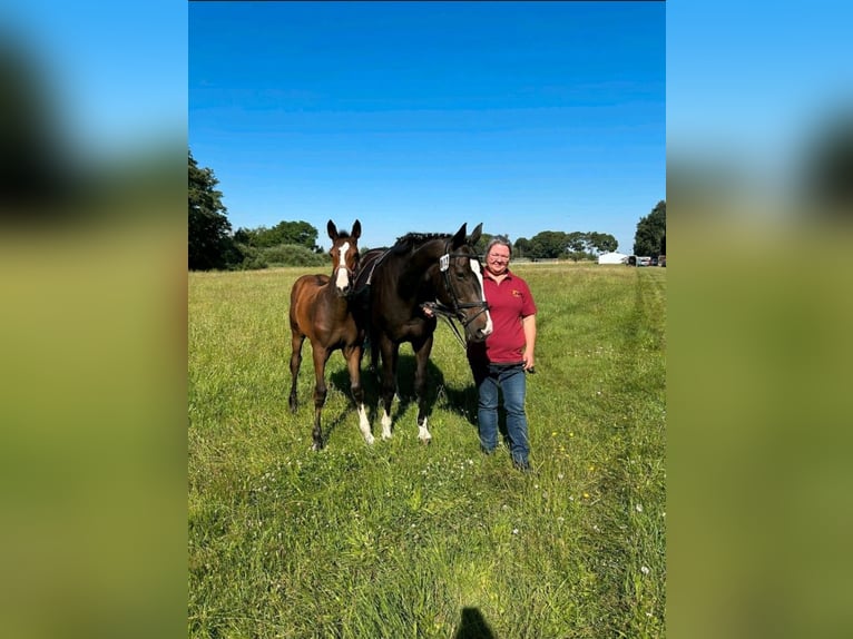Deutsches Reitpferd Stute 1 Jahr 174 cm Brauner in Schlagenthin