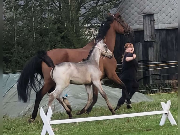 Deutsches Reitpferd Stute 1 Jahr 175 cm Roan-Bay in Marienberg