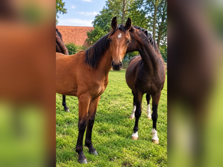 Deutsches Reitpferd Stute 1 Jahr Brauner in Recke