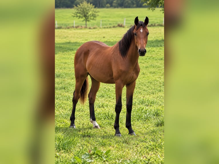 Deutsches Reitpferd Stute 1 Jahr Brauner in Recke