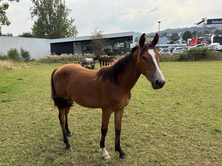 Deutsches Reitpferd Stute 1 Jahr Brauner in Schmallenberg
