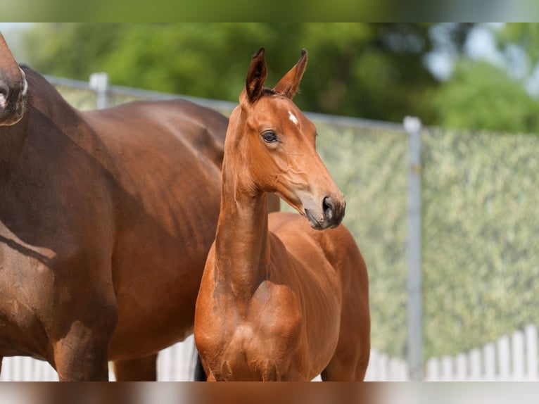 Deutsches Reitpferd Stute 1 Jahr Brauner in Schapen