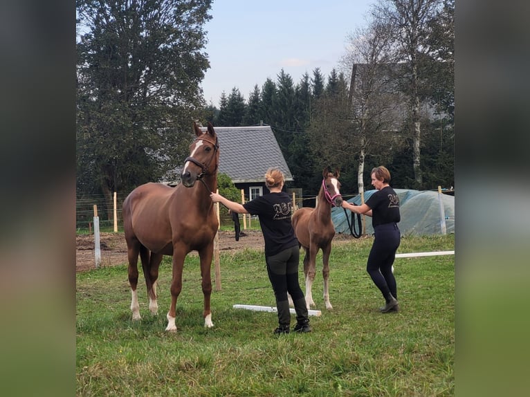 Deutsches Reitpferd Stute 1 Jahr Fuchs in Marienberg