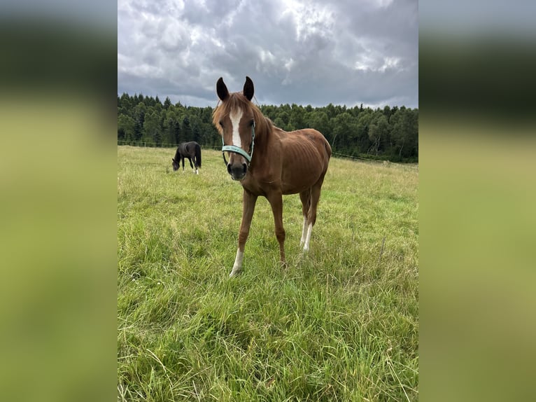 Deutsches Reitpferd Stute 1 Jahr Fuchs in Marienberg