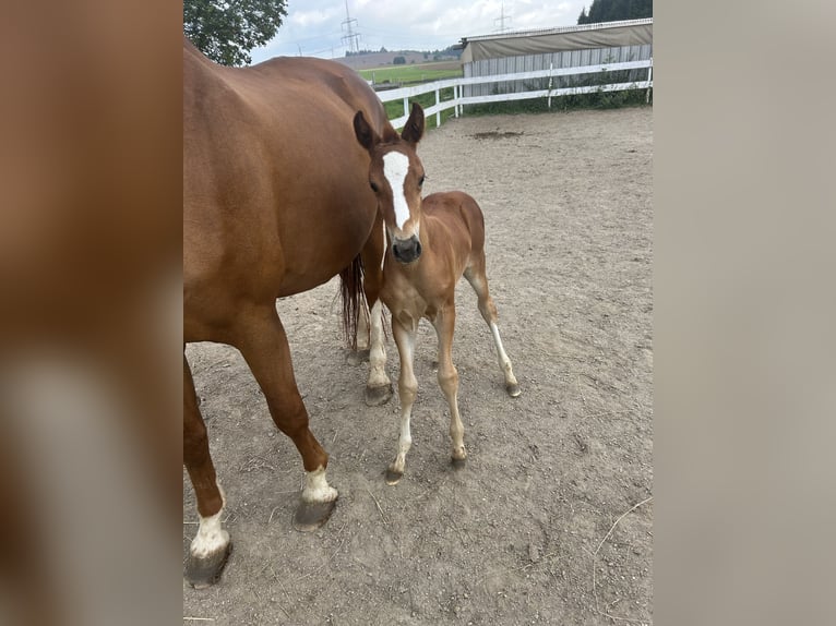 Deutsches Reitpferd Stute 1 Jahr Fuchs in Marienberg